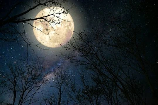 Moon PFP