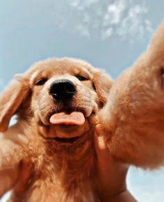 Dog PFP