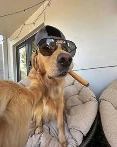 Dog PFP