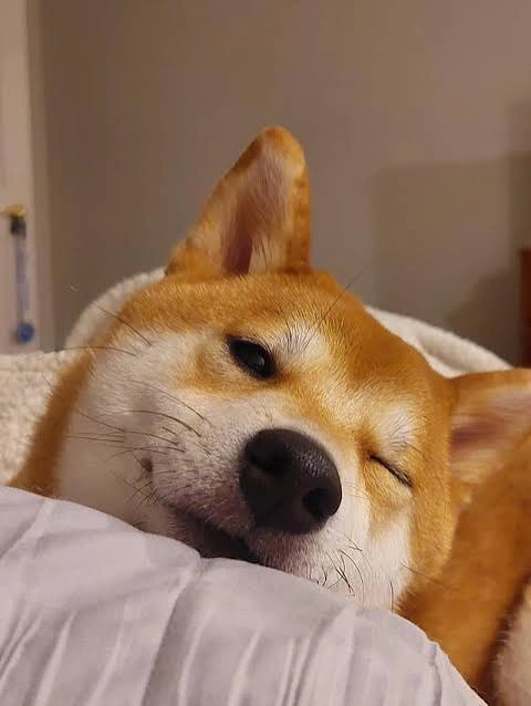 Dog PFP