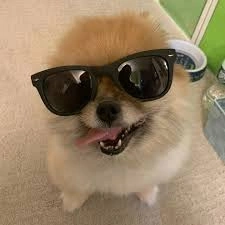 Dog PFP