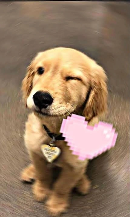 Dog PFP