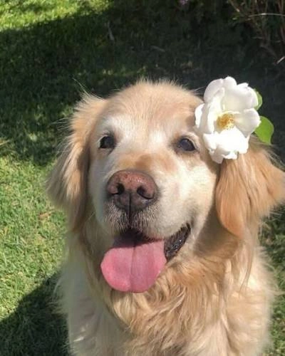 Dog PFP