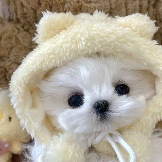 Dog PFP