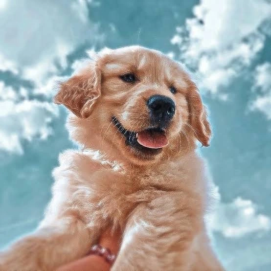 Dog PFP