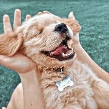 Dog PFP