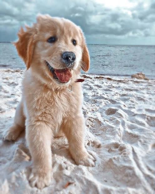 Dog PFP