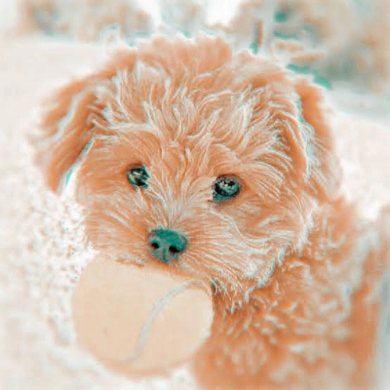 Dog PFP