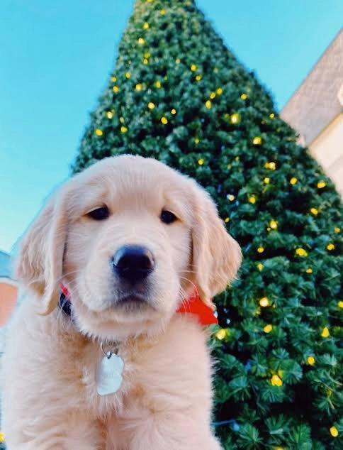 Dog PFP
