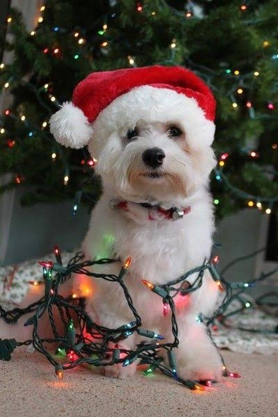Dog PFP