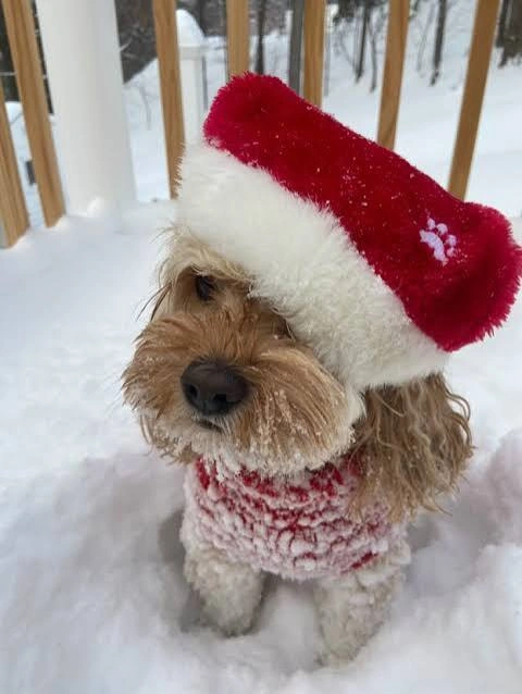 Dog PFP