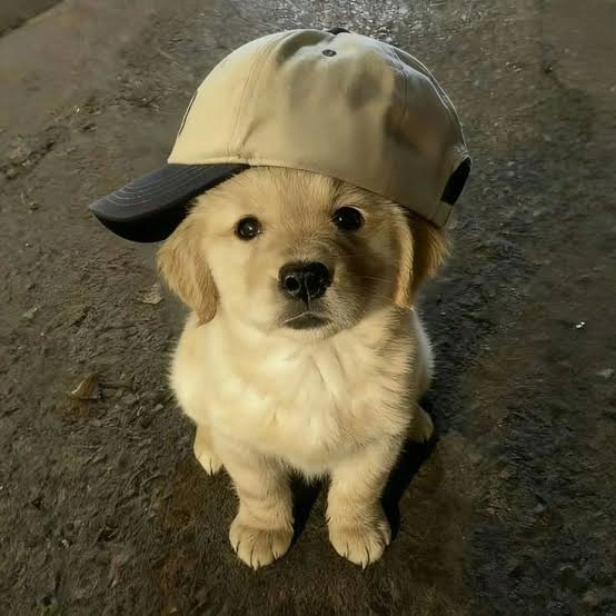 Dog PFP