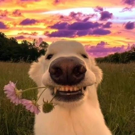 Dog PFP