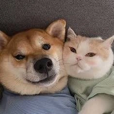 Dog PFP