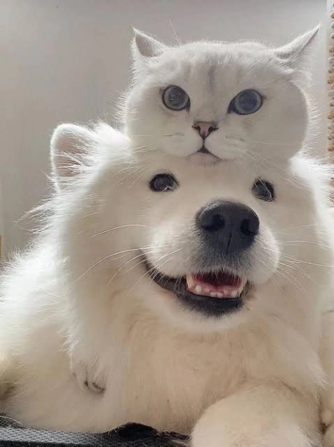 Dog PFP