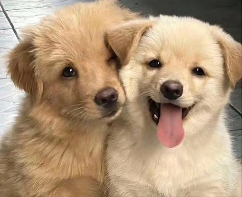 Dog PFP