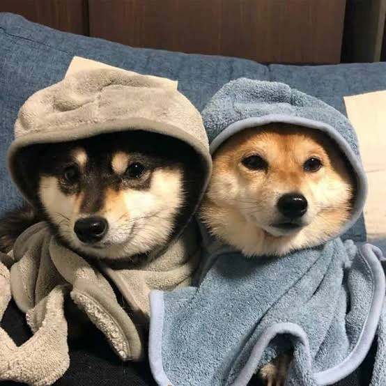 Dog PFP