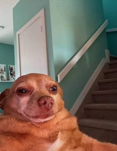 Dog PFP