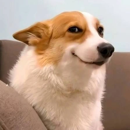 Dog PFP