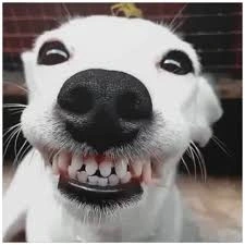 Dog PFP