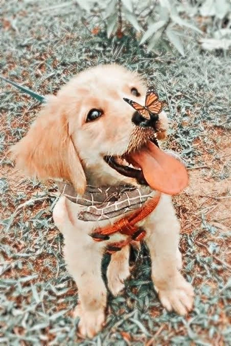 Dog PFP