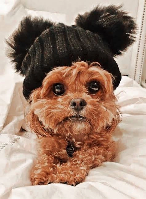 Dog PFP