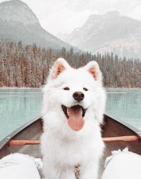 Dog PFP