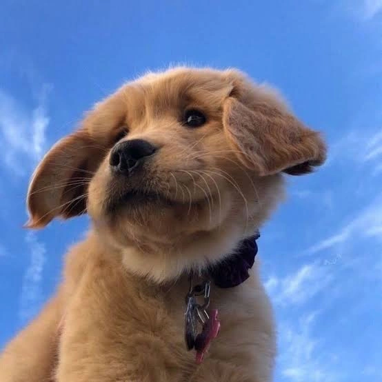 Dog PFP