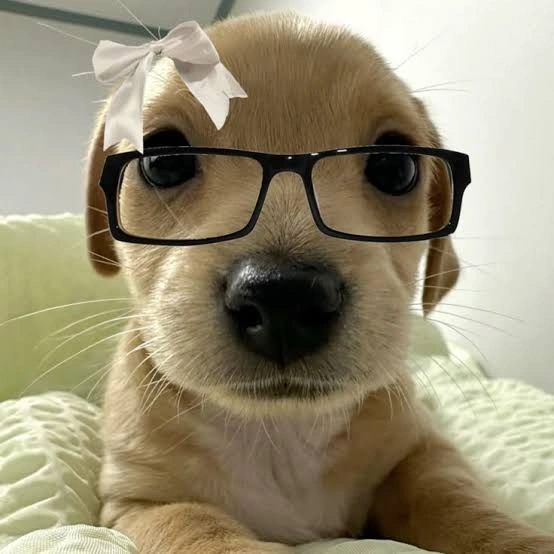 Dog PFP