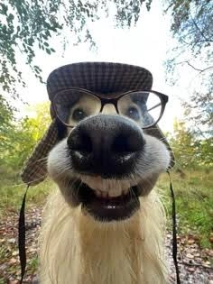 Dog PFP