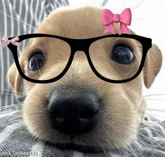 Dog PFP