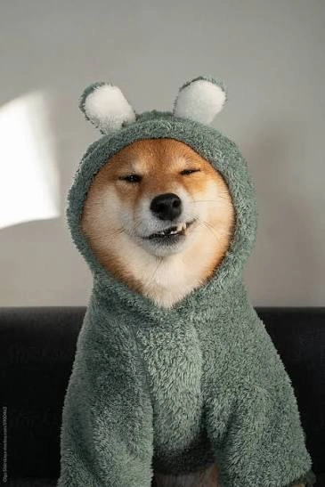 Dog PFP