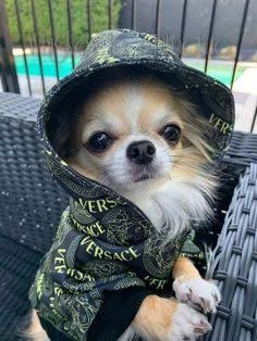 Dog PFP