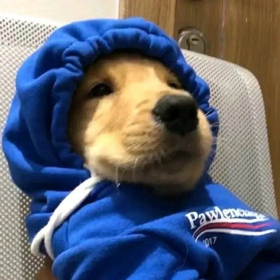 Dog PFP