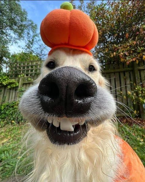 Dog PFP