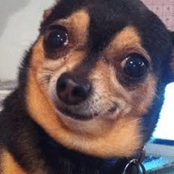 Dog PFP