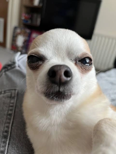 Dog PFP