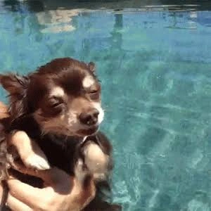 Dog PFP