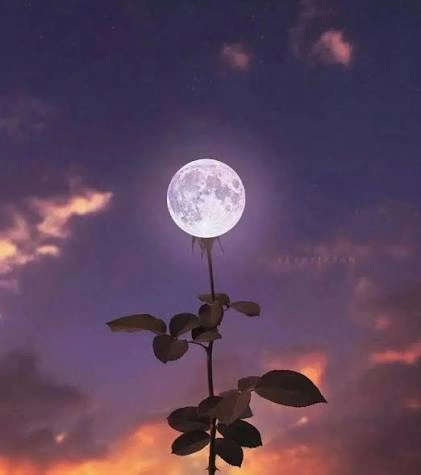 Moon PFP