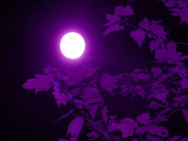 Moon PFP