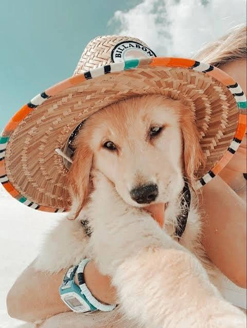 Dog PFP