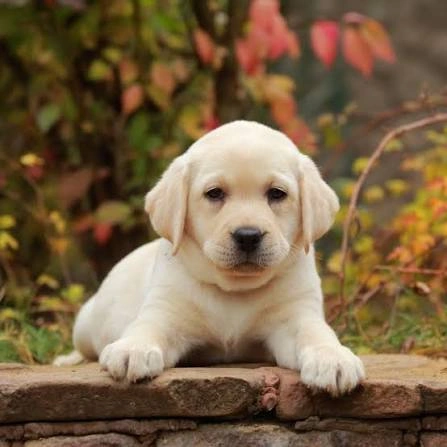 Dog PFP