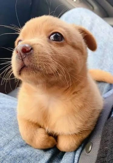 Dog PFP