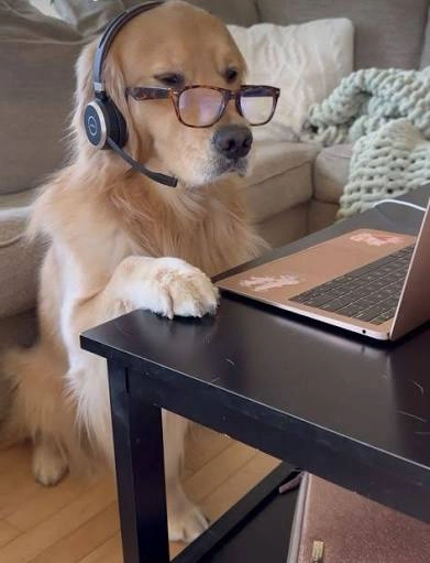 Dog PFP