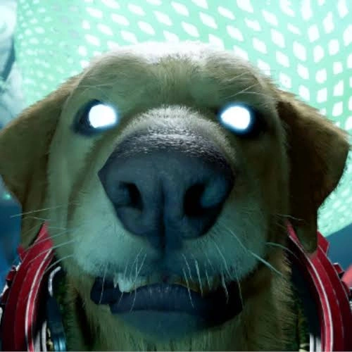 Dog PFP