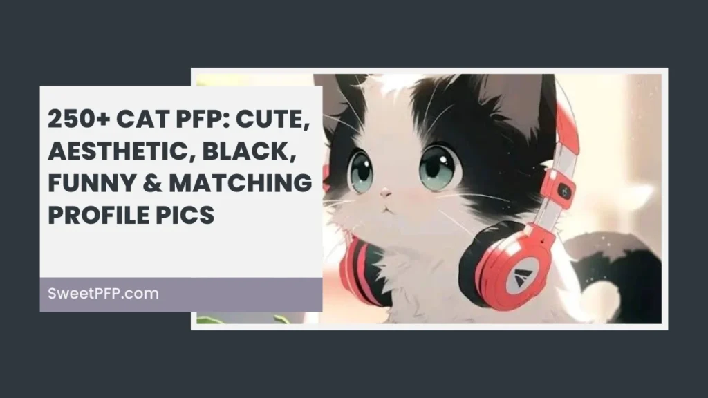 Cat PFP